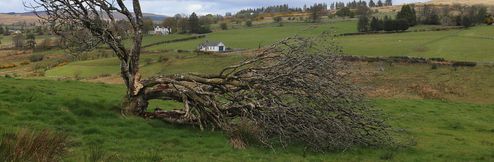 Tree nearly split in half in a field