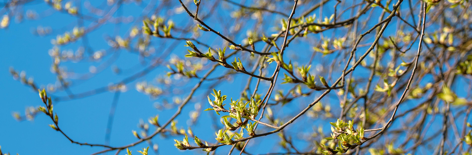Tree leaves budding at the start of spring