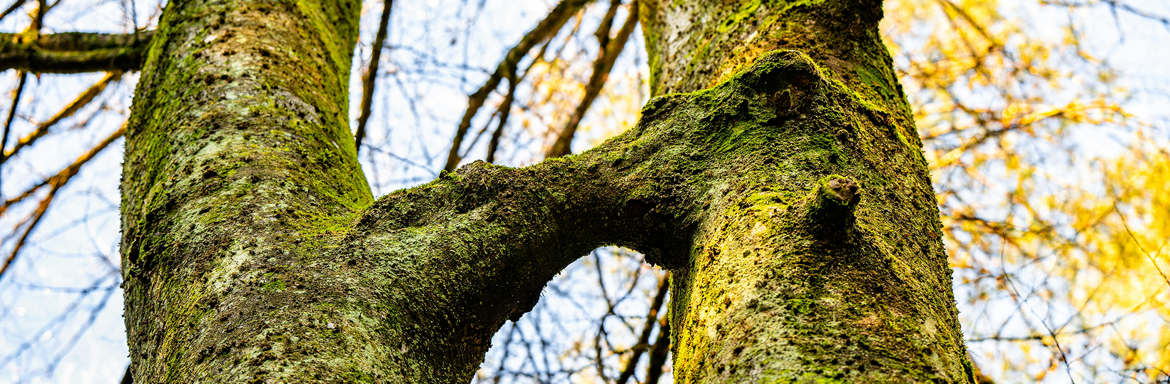 Two trees connected together by a single branch