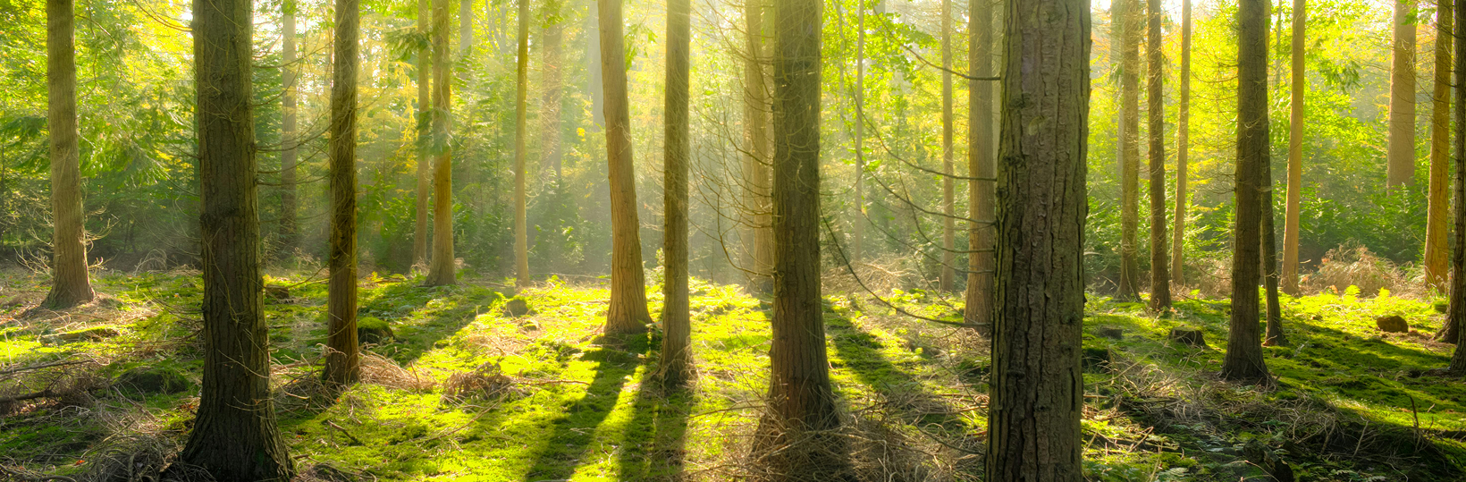 Anxiety 1 Photo of a green forest at midday.