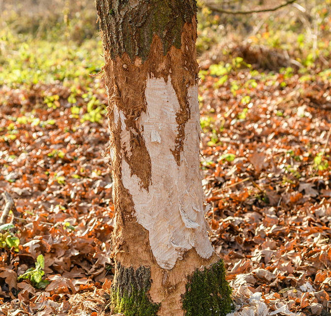 Trauma 2 Photo of a tree trunk with significant trauma